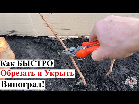 Видео: Как БЫСТРО ОБРЕЗАТЬ и УКРЫТЬ Виноград / БЫСТРАЯ ОБРЕЗКА!