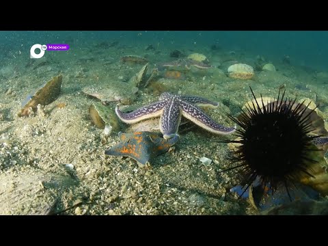 Видео: Морская / Гости нашего моря