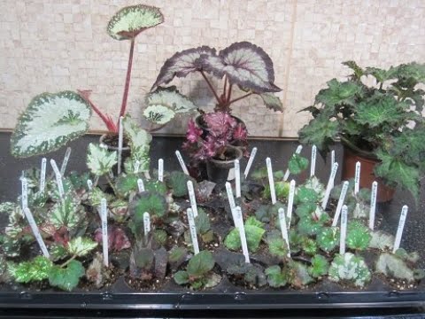 Видео: БЕГОНИИ В КАССЕТЕ. ПЛЮСЫ И МИНУСЫ. ЭКСКУСИЯ