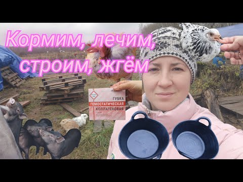 Видео: ЖИВЕМ В ДЕРЕВНЕ: пододерматит у кур, лучшие тазы для КРС, строим свинарник и телятник