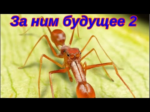 Видео: The Ants. Керенгский Муравей-Прыгун