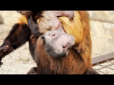 Видео: Смотреть ЖУТКО! ТАК, как носит малыша ЭТА МАМА - никто не носил! Капуцины тоже с причудами!