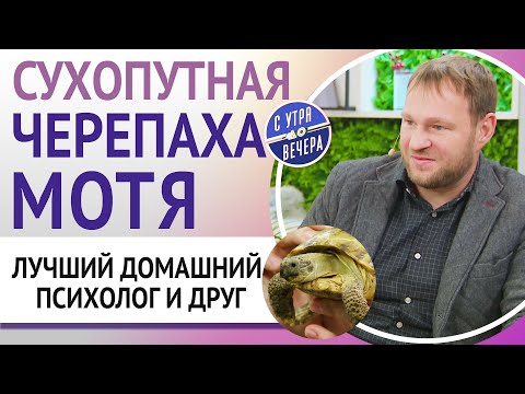 Видео: Сухопутная черепаха Мотя. Лучший домашний психолог и друг