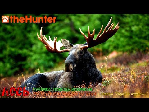Видео: theHunter Classic | Рубрика: Помощь новичкам | Лось - часть 2, начиная с миссии "Радость туриста"