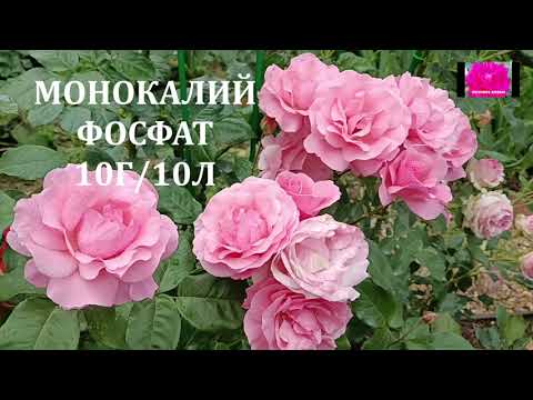 Видео: СКОЛЬКО УДОБРЕНИЙ НУЖНО РОЗАМ?