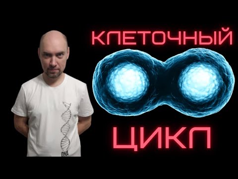 Видео: Как устроен клеточный цикл? Душкин объяснит