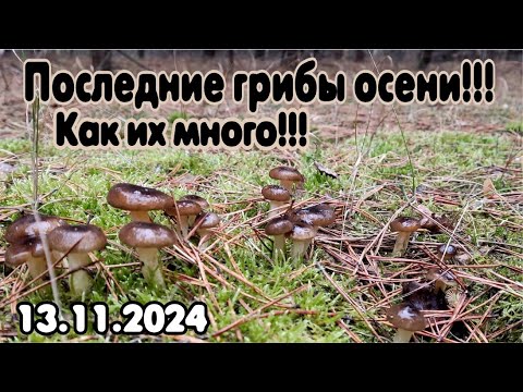 Видео: Последние грибы осени!!!! 13.11.2024.