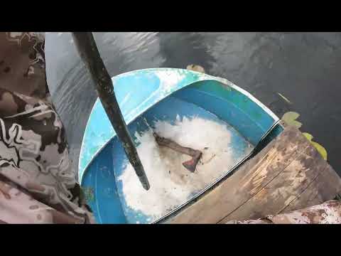 Видео: ОПАСНАЯ РЫБАЛКА. ВСТРЕТИЛ МЕДВЕДЯ НА ОЗЕРЕ. НАЛОВИЛ КРУПНЫХ КАРАСЕЙ В СЕТИ.