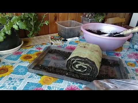 Видео: 55 стр посев и черенкование в улитки