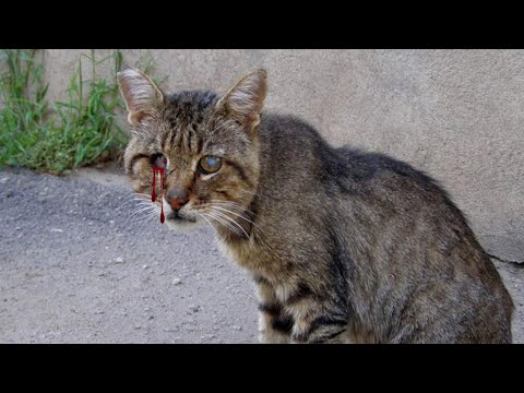 Видео: Раненый кот попросил помощи у людей, и вот что они с ним сделали