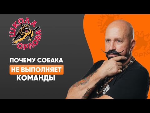 Видео: Почему собака не всегда выполняет мои команды? Она же должна!