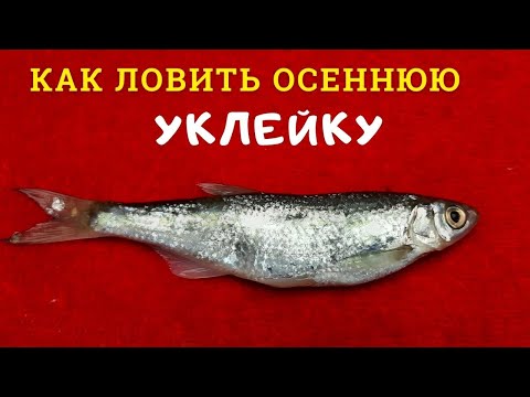 Видео: Тонкости ловли уклейки поздней осенью которые надо знать