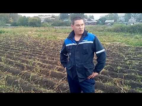 Видео: Выкапывание картошки мотоблоком "ОКА"-2017 модернизированной картофелекопалкой-лапой.
