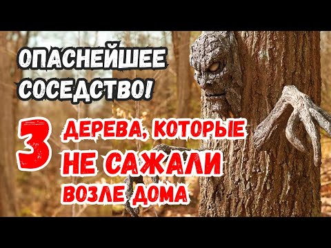 Видео: Почему эти 3 дерева ни за что нельзя сажать возле дома? Народные приметы и обычаи