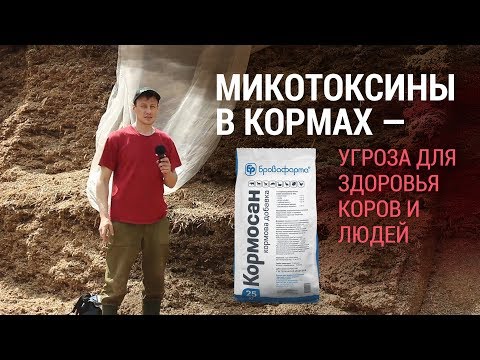 Видео: Микотоксины в кормах — угроза для здоровья коров и людей
