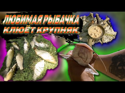 Видео: Рыбалка на Кубани. Хорошие поклёвки