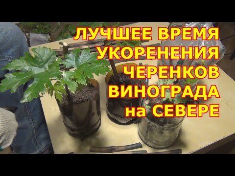 Видео: ЛУЧШЕЕ ВРЕМЯ ДЛЯ УКОРЕНЕНИЯ ЧЕРЕНКОВ винограда на Севере