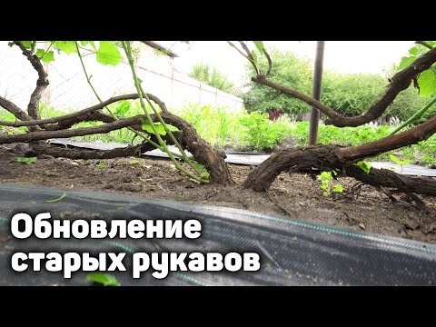Видео: Как правильно обновить или заменить старые рукава на кустах винограда?
