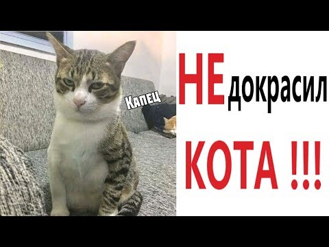 Видео: Лютые приколы. НЕ ДОКРАСИЛ КОТА!!! Засмеялся проиграл! Тест на психику! – Domi Show!