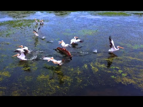Видео: Животът във водния рай на Сребърна / промо на поредицата по TVT