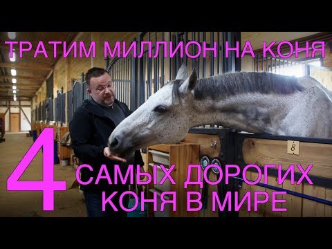 Видео: КАК ПОТРАТИТЬ МИЛЛИОН НА КОНЯ || САМЫЕ ДОРОГИЕ КОНИ В МИРЕ