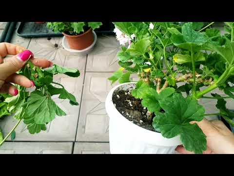 Видео: Часть1.Как обрезать пеларгонии(герани). #пеларгониязональная  #пеларгониисортовые #пеларгонияпродажа