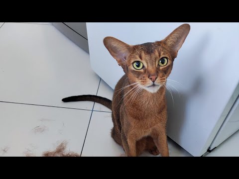 Видео: Мы чесались, мы чесались и вот что получилось 🌪🌪🌪 #cat #абик #catlover #ромкабомка #funnycats #топ