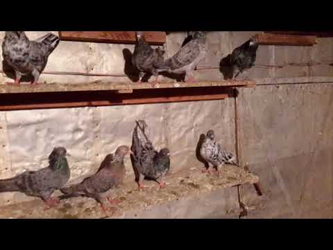 Видео: Мраморные бакинцы Сергея Башмакова тел ( 89064759218 )