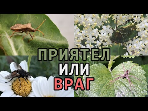 Видео: Полезни и вредни НАСЕКОМИ в зеленчуковата градина - част 1