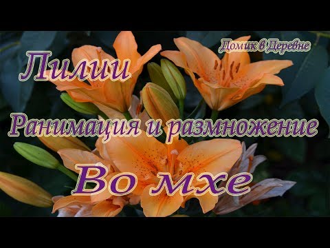 Видео: Лилии реанимация и проращивание во мхе!