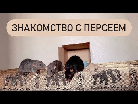 Видео: Знакомство крыс 🐀| Подселение крысенка к взрослым крысам 🐁