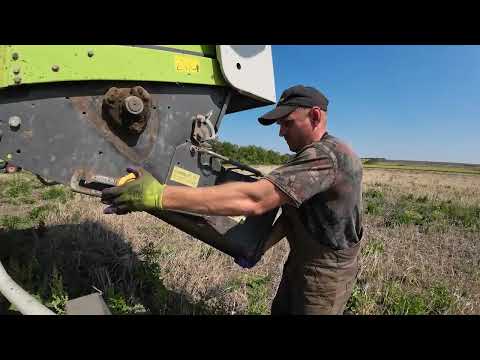 Видео: Клаас мега. Уборка горчицы и ячменя.