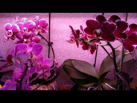 Видео: Обзор Орхидей | Первый День 2020 Нового Года🎄🌟🌸