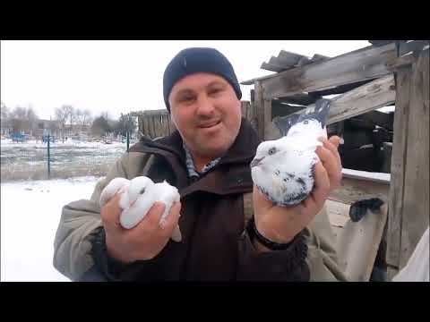Видео: Голуби # Михайлов.П.Н. // в Гостях у Шкуринский. Н. ( Голуби разных пород ) 18.02.2025.г. 🎥🕊️🇷🇺
