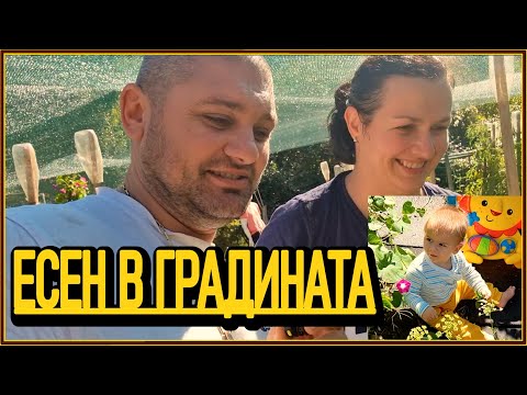 Видео: ЕСЕНТА В ГРАДИНАТА! 🍂ПОСЛЕДНИ ДОМАТИ И СЛЪНЧЕВО ВРЕМЕ - живот на село с @didoikali