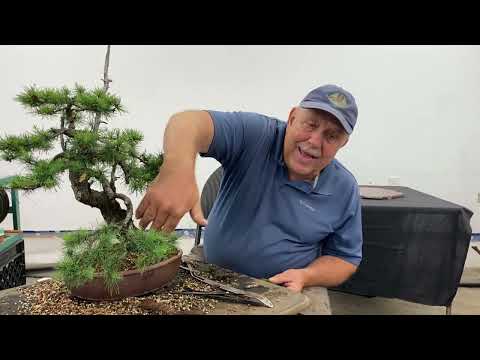Видео: Как покрыть бонсай мхом