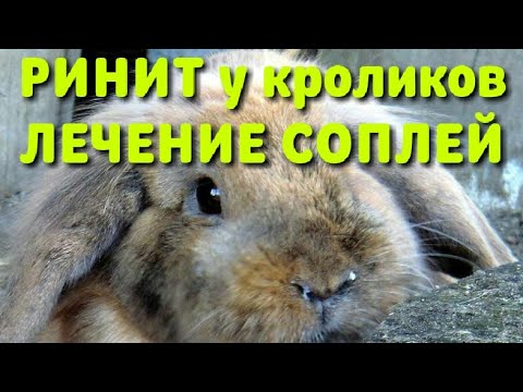 Видео: Лечение насморка у кролика быстро и просто! Лечим сопли кролику. Ринит и лечение кролика!