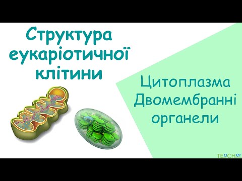 Видео: Структура клітини. Двомембранні органели