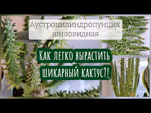 Видео: ВЫРАЩИВАЮ только КРАСОТОК! Аустроцилиндропунция шиловидная 18.07.25г.