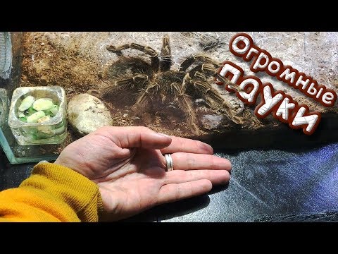 Видео: ОГРОМНЫЕ ПАУКИ / Московский зоопарк