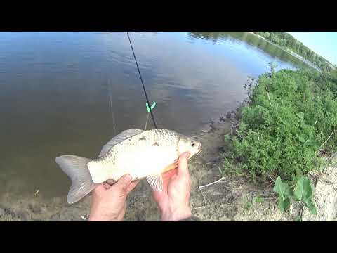 Видео: Ловля на фидер.Крупный карась.Рыбалка на Дону.