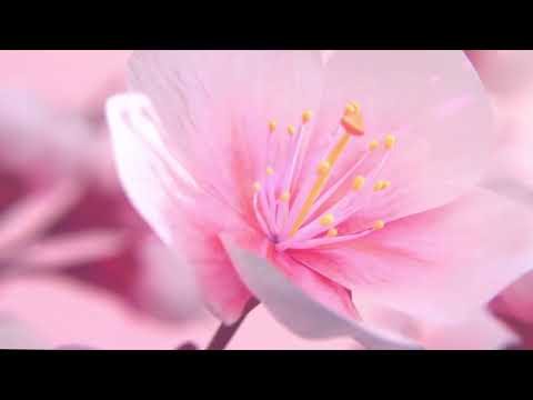 Видео: ЧТО ВАМ НАДО ЗНАТЬ ПРЯМО СЕЙЧАС,ПОСЛАНИЕ ОТ ВЫСШИХ СИЛ