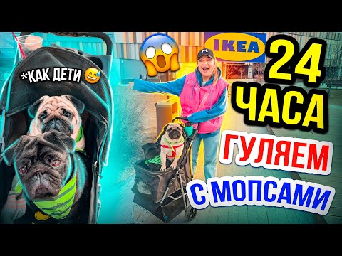 Видео: 24 ЧАСА С МОПСАМИ !