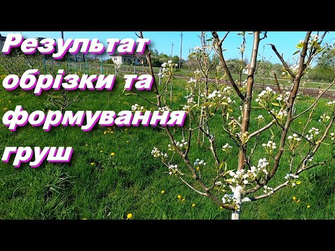 Видео: Груші. Результат обрізки та формування груш.
