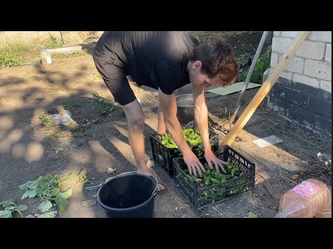 Видео: НАКОНЕЦ-ТО СОБИРАЕМ ОГУРЕЦ И ПРОДАЕМ ОПТОМ 