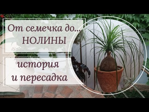 Видео: История одной Нолины от семечка до...🌴