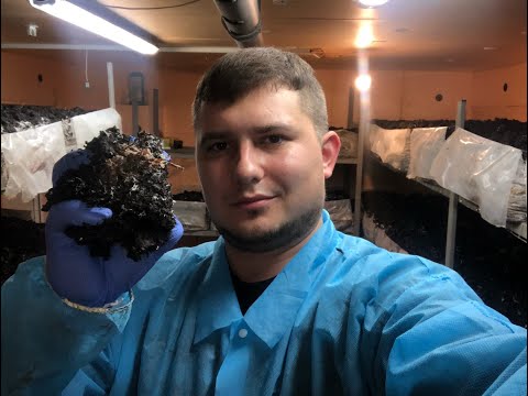 Видео: #3 Часть2. Выращиваем Шампиньоны. Бизнес Дома На Двух Тоннах
