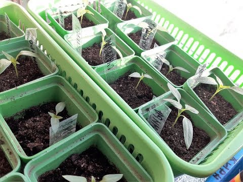 Видео: Почему плохо всходит перец? что делаю , что бы всходил быстрее/Рассада перца 13 февраля/