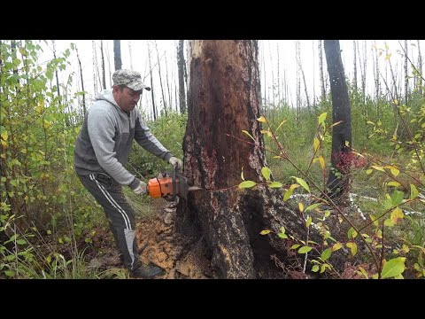 Видео: ЗАГОТОВКА ДРОВ! Дровокол в помощь...