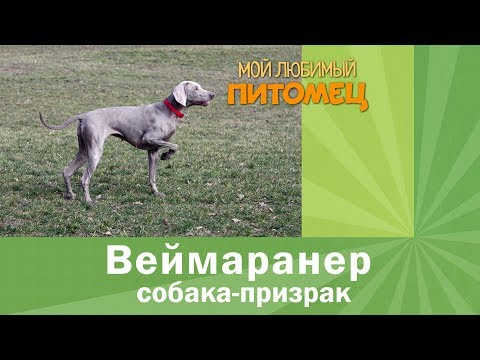 Видео: Веймаранер за 4 минуты. Ничего лишнего.